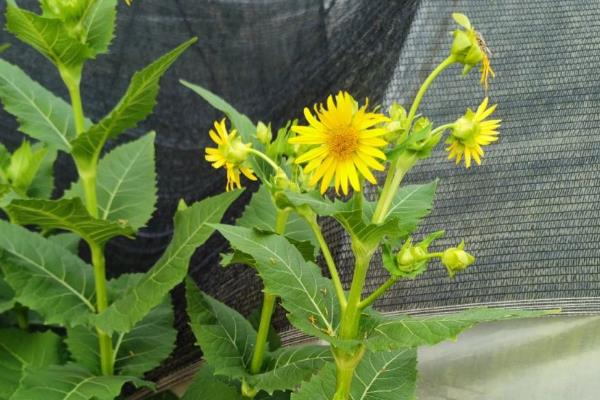 哪些牧草适合用来喂羊，包括菊苣、紫花苜蓿、鲁梅克斯等品种