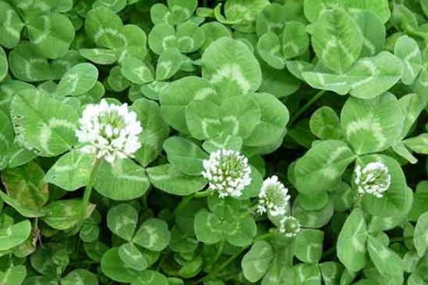 哪些牧草适合用来喂羊，包括菊苣、紫花苜蓿、鲁梅克斯等品种