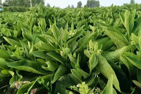 哪些牧草适合用来喂羊，包括菊苣、紫花苜蓿、鲁梅克斯等品种