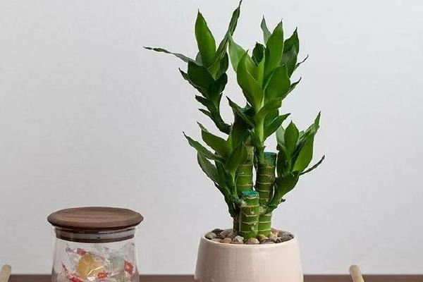 富贵竹养多长时间会开花，需要养殖两年以上
