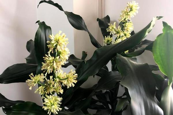 富贵竹养多长时间会开花，需要养殖两年以上