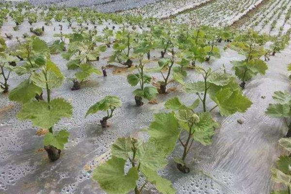 怎么移栽老葡萄树，移植的根苗尽可能选择根系较多的木苗