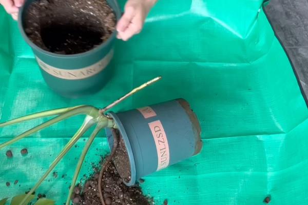 龟背竹枝干软无力的解决方法，一定要定期换盆