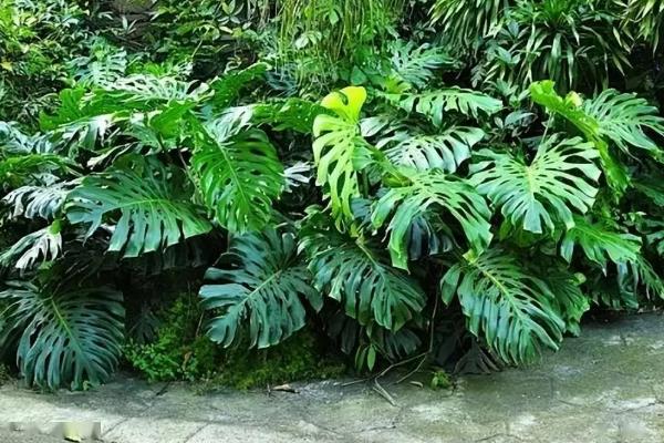 龟背竹枝干软无力的解决方法，一定要定期换盆
