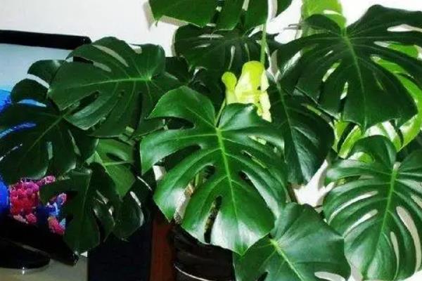 龟背竹枝干软无力的解决方法，一定要定期换盆