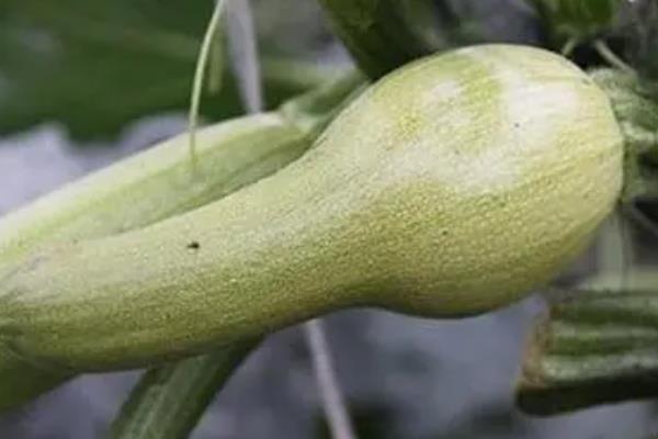 怎么预防西葫芦出现畸形，以下工作要做好