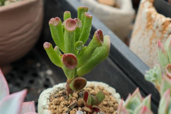 怎么把吸财树桩养粗，要控制吸财树的生长高度