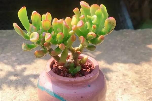 怎么把吸财树桩养粗，要控制吸财树的生长高度