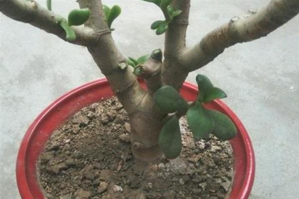 怎么把吸财树桩养粗，要控制吸财树的生长高度