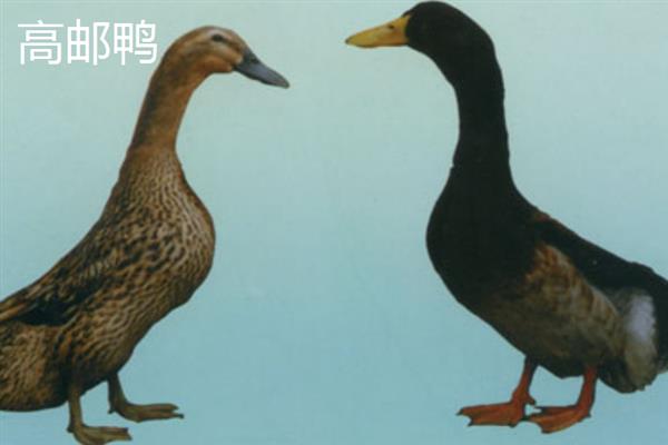 鸭有哪些品种，常见的有高邮鸭、北京鸭等