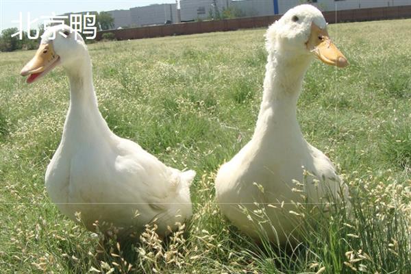 鸭有哪些品种，常见的有高邮鸭、北京鸭等