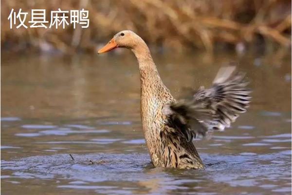 鸭有哪些品种，常见的有高邮鸭、北京鸭等