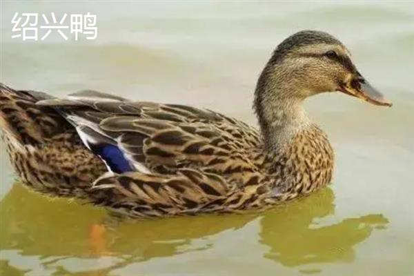 鸭有哪些品种，常见的有高邮鸭、北京鸭等