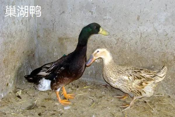 鸭有哪些品种，常见的有高邮鸭、北京鸭等
