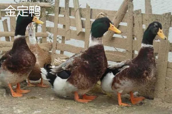 鸭有哪些品种，常见的有高邮鸭、北京鸭等
