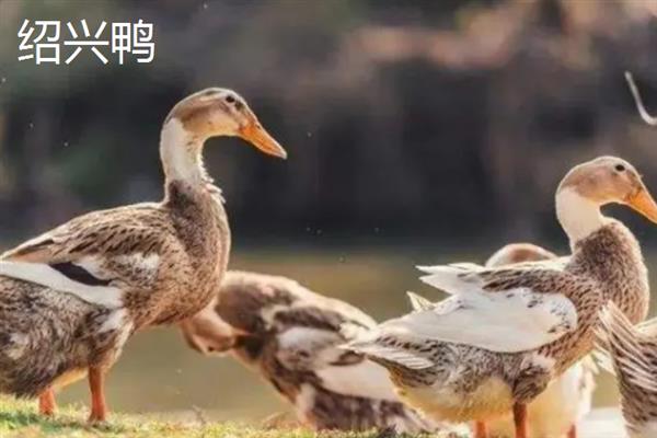 鸭有哪些品种，常见的有高邮鸭、北京鸭等