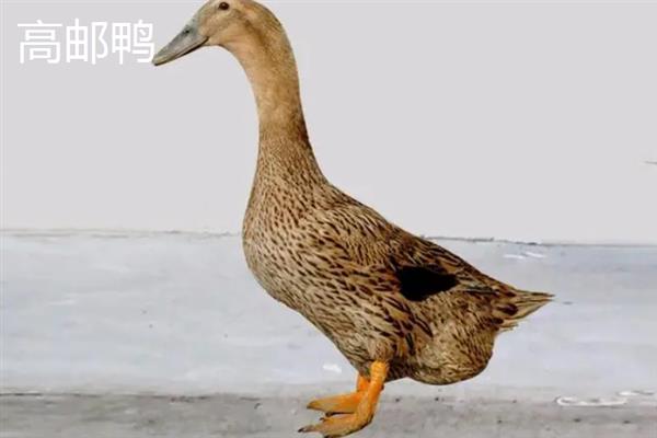 鸭有哪些品种，常见的有高邮鸭、北京鸭等
