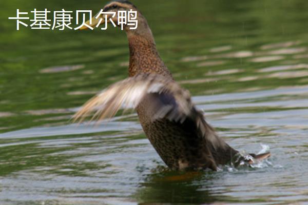 鸭有哪些品种，常见的有高邮鸭、北京鸭等