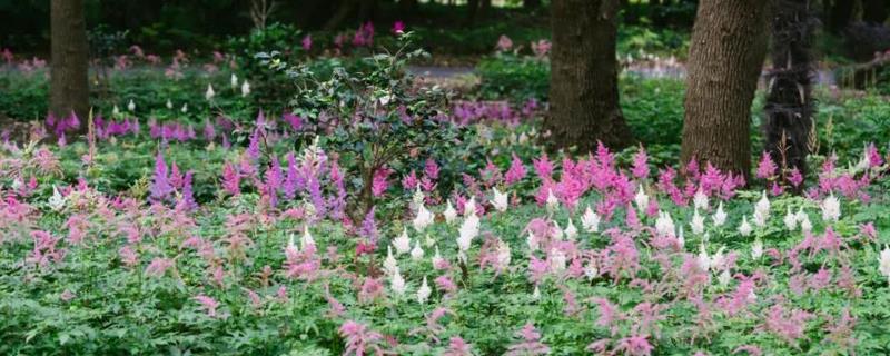 落新妇叶片枯萎的原因,水分不足、遇到强光、根系受损等因素均会导致