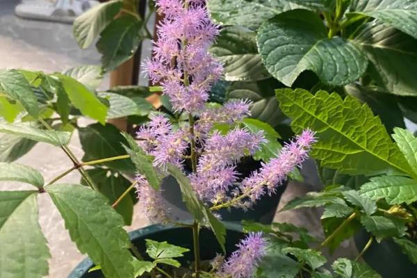 落新妇叶片枯萎的原因，水分不足、遇到强光、根系受损等因素均会导致