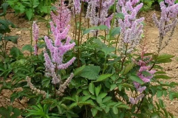 落新妇叶片枯萎的原因，水分不足、遇到强光、根系受损等因素均会导致