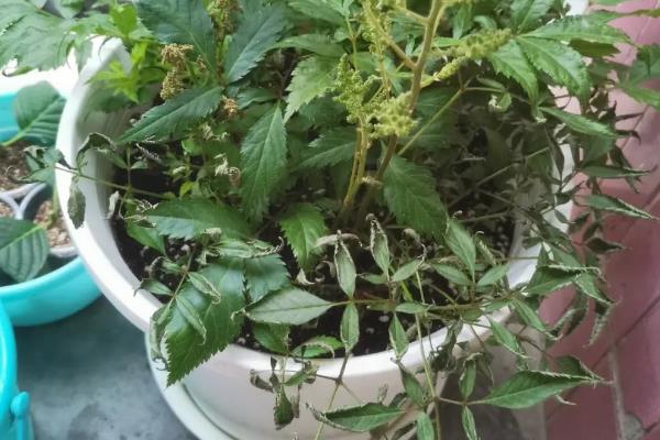 落新妇叶片枯萎的原因，水分不足、遇到强光、根系受损等因素均会导致