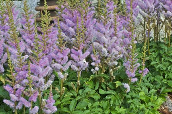 落新妇叶片枯萎的原因，水分不足、遇到强光、根系受损等因素均会导致