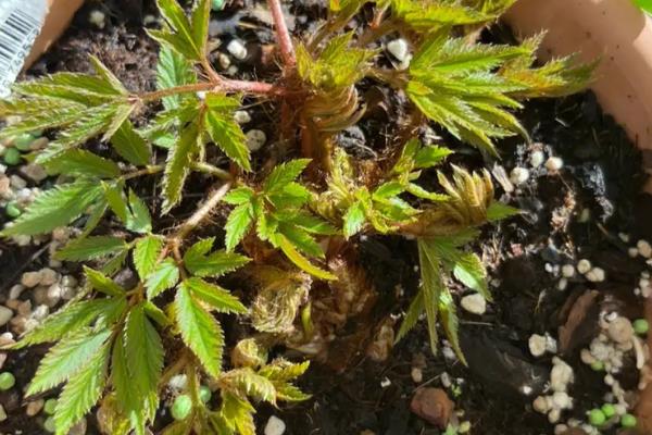 落新妇叶片枯萎的原因，水分不足、遇到强光、根系受损等因素均会导致