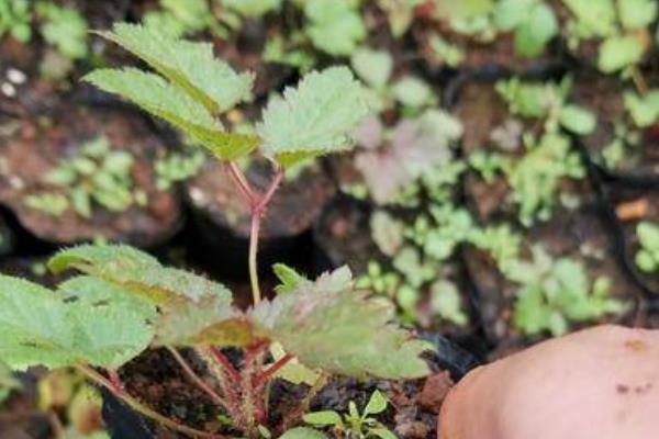 落新妇叶片枯萎的原因，水分不足、遇到强光、根系受损等因素均会导致