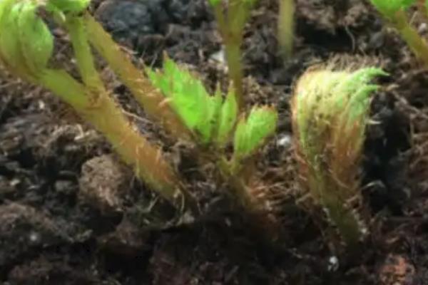 落新妇叶片枯萎的原因，水分不足、遇到强光、根系受损等因素均会导致