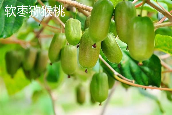 当前受市场欢迎的水果有哪些，黄金百香果深受年轻女士的青睐