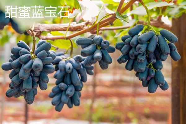 当前受市场欢迎的水果有哪些，黄金百香果深受年轻女士的青睐