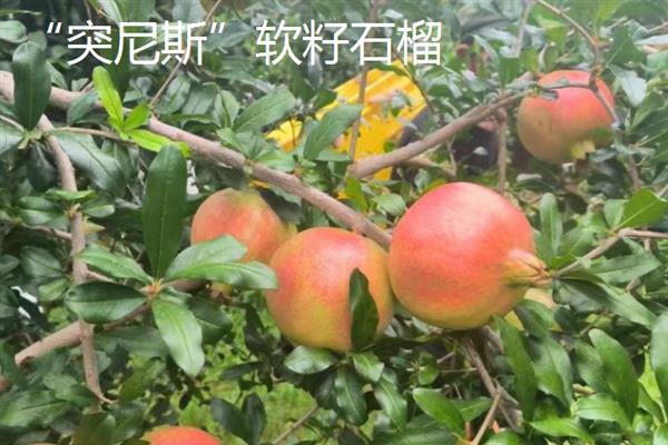 当前受市场欢迎的水果有哪些，黄金百香果深受年轻女士的青睐