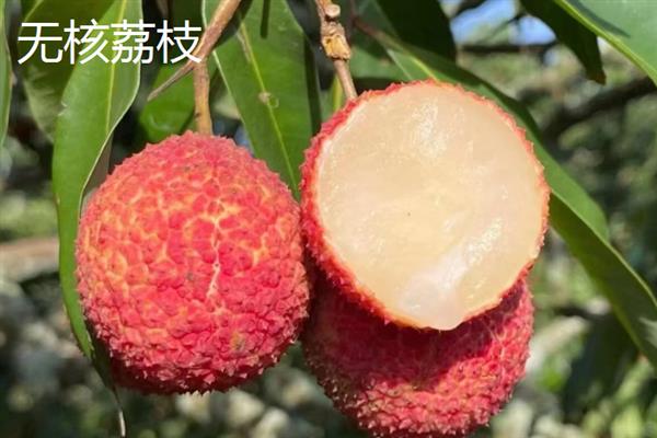 当前受市场欢迎的水果有哪些，黄金百香果深受年轻女士的青睐