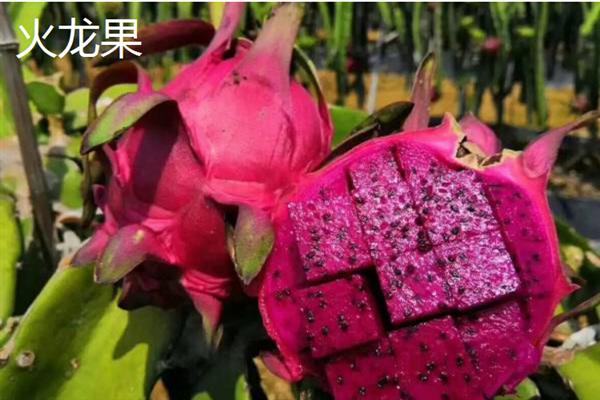 当前受市场欢迎的水果有哪些，黄金百香果深受年轻女士的青睐