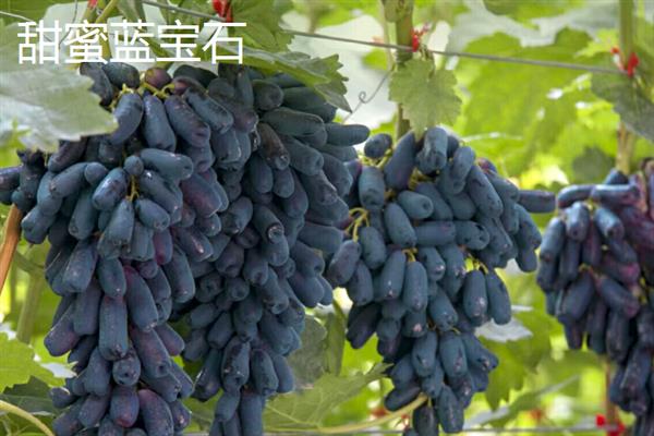 当前受市场欢迎的水果有哪些，黄金百香果深受年轻女士的青睐