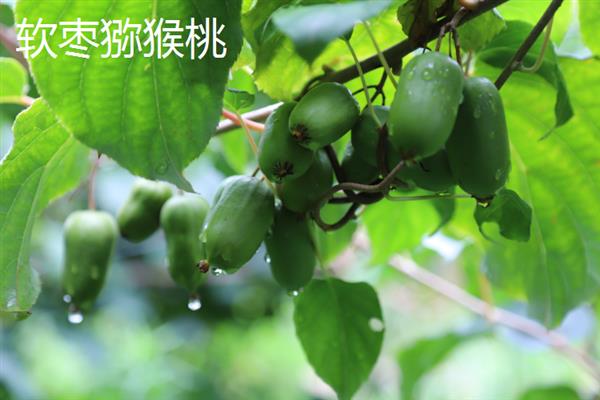 当前受市场欢迎的水果有哪些，黄金百香果深受年轻女士的青睐