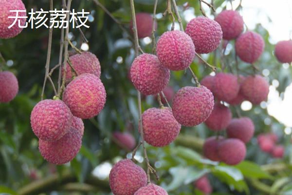 当前受市场欢迎的水果有哪些，黄金百香果深受年轻女士的青睐