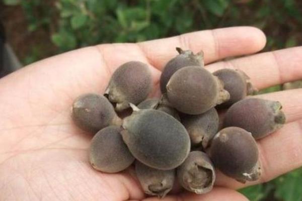 桃金娘的种子如何种植，浸种催芽后再播入盆土中