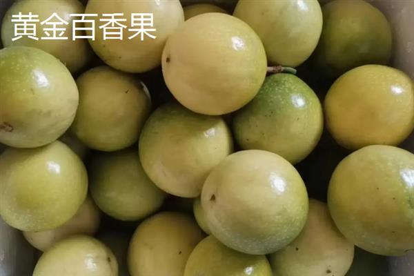 当前受市场欢迎的水果有哪些，黄金百香果深受年轻女士的青睐