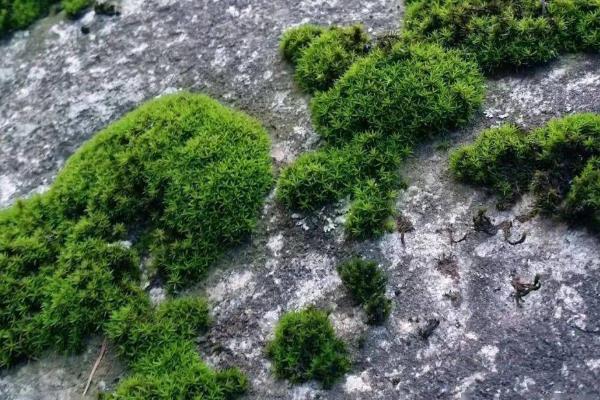青苔出现的原因，可能是外来水源有青苔流入