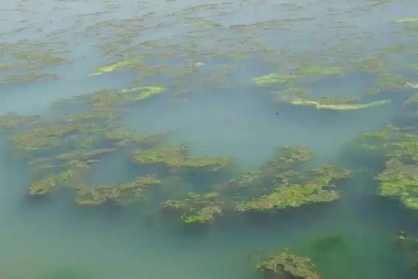 青苔出现的原因，可能是外来水源有青苔流入