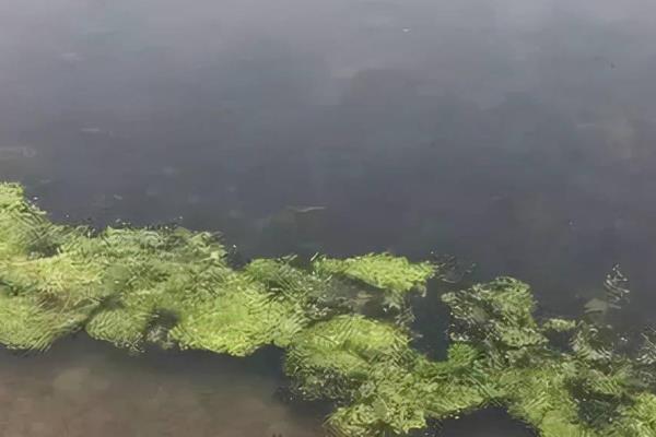 青苔出现的原因，可能是外来水源有青苔流入