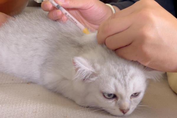 猫咪需要打哪些疫苗，常见的有猫三联疫苗、狂犬病疫苗等