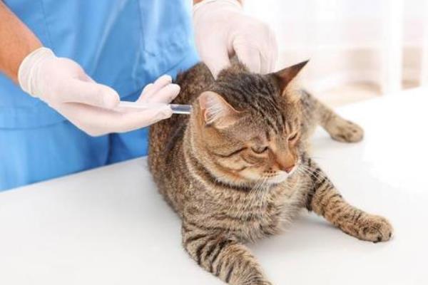 猫咪需要打哪些疫苗，常见的有猫三联疫苗、狂犬病疫苗等