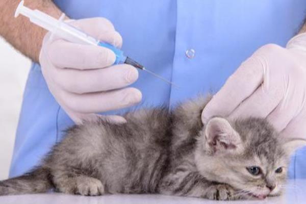 猫咪需要打哪些疫苗，常见的有猫三联疫苗、狂犬病疫苗等