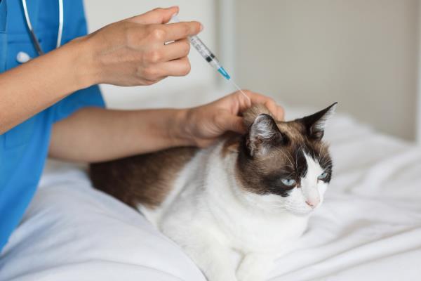 猫咪需要打哪些疫苗，常见的有猫三联疫苗、狂犬病疫苗等