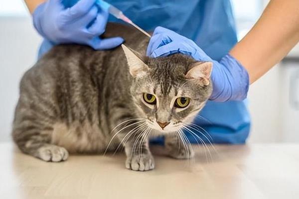 猫咪需要打哪些疫苗，常见的有猫三联疫苗、狂犬病疫苗等