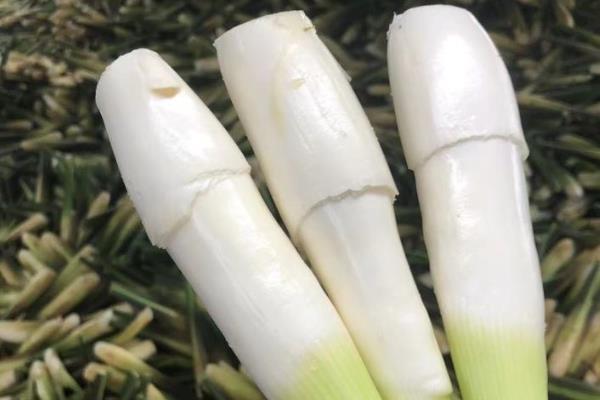 茭白能不能放冰箱，茭白可以放冰箱保存