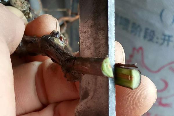 葡萄树能嫁接的果树有哪些，可以嫁接实生苗葡萄、山葡萄等